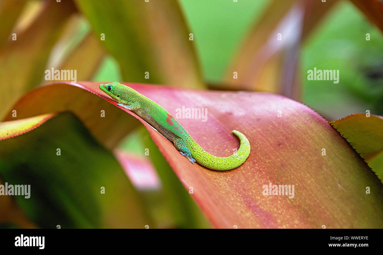 Gecko di polvere d'oro Foto Stock