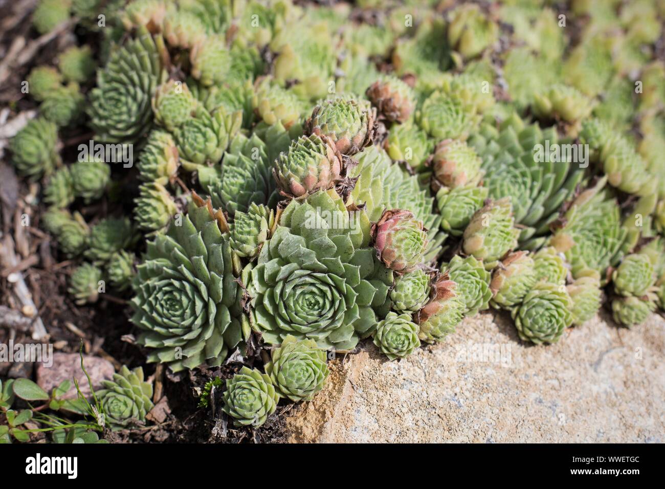 Sempervivum 'Bunny girl'. Foto Stock