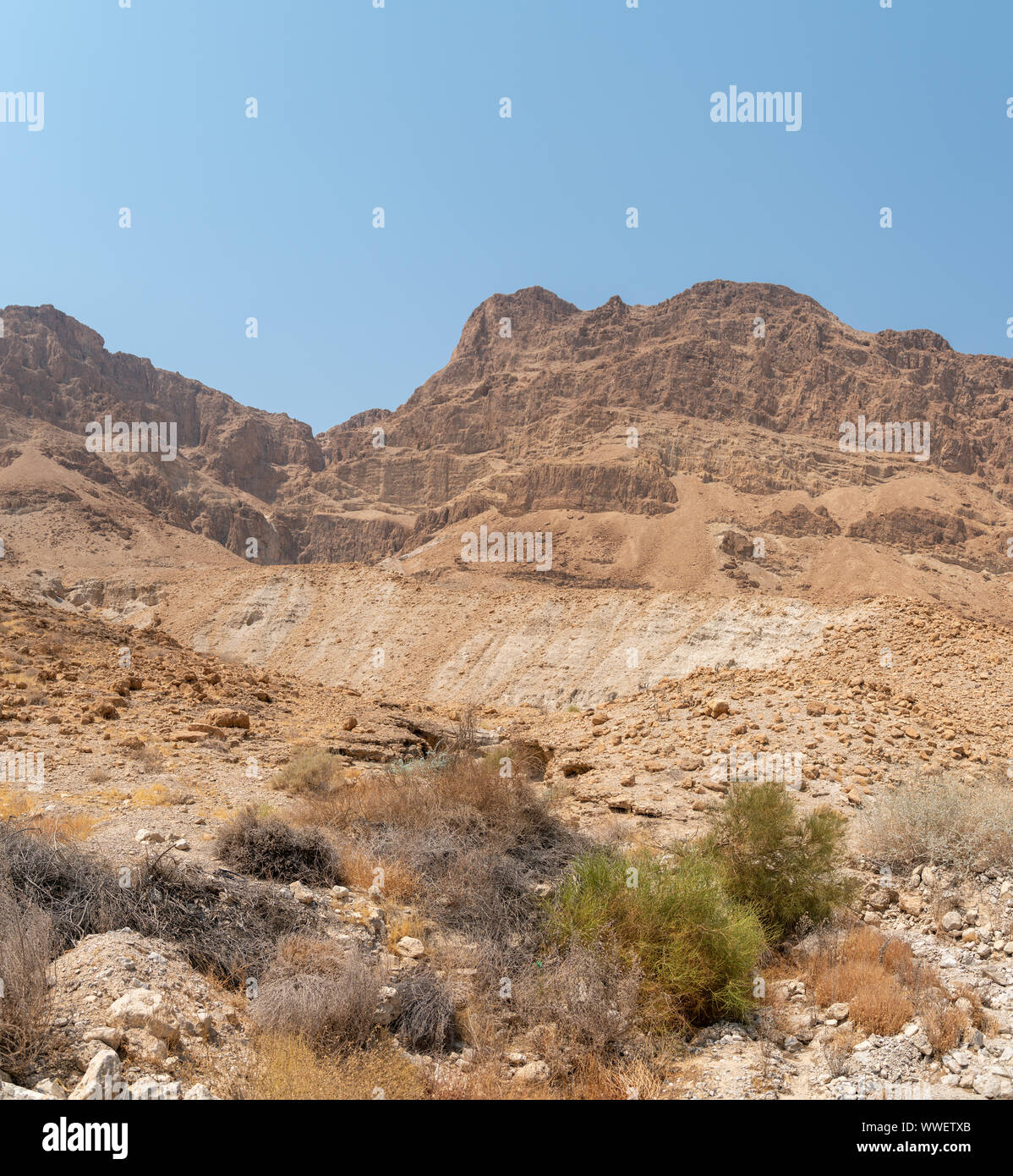 Ampio angolo ampio del deserto con Ibex Nubiano hurd in medio Foto Stock