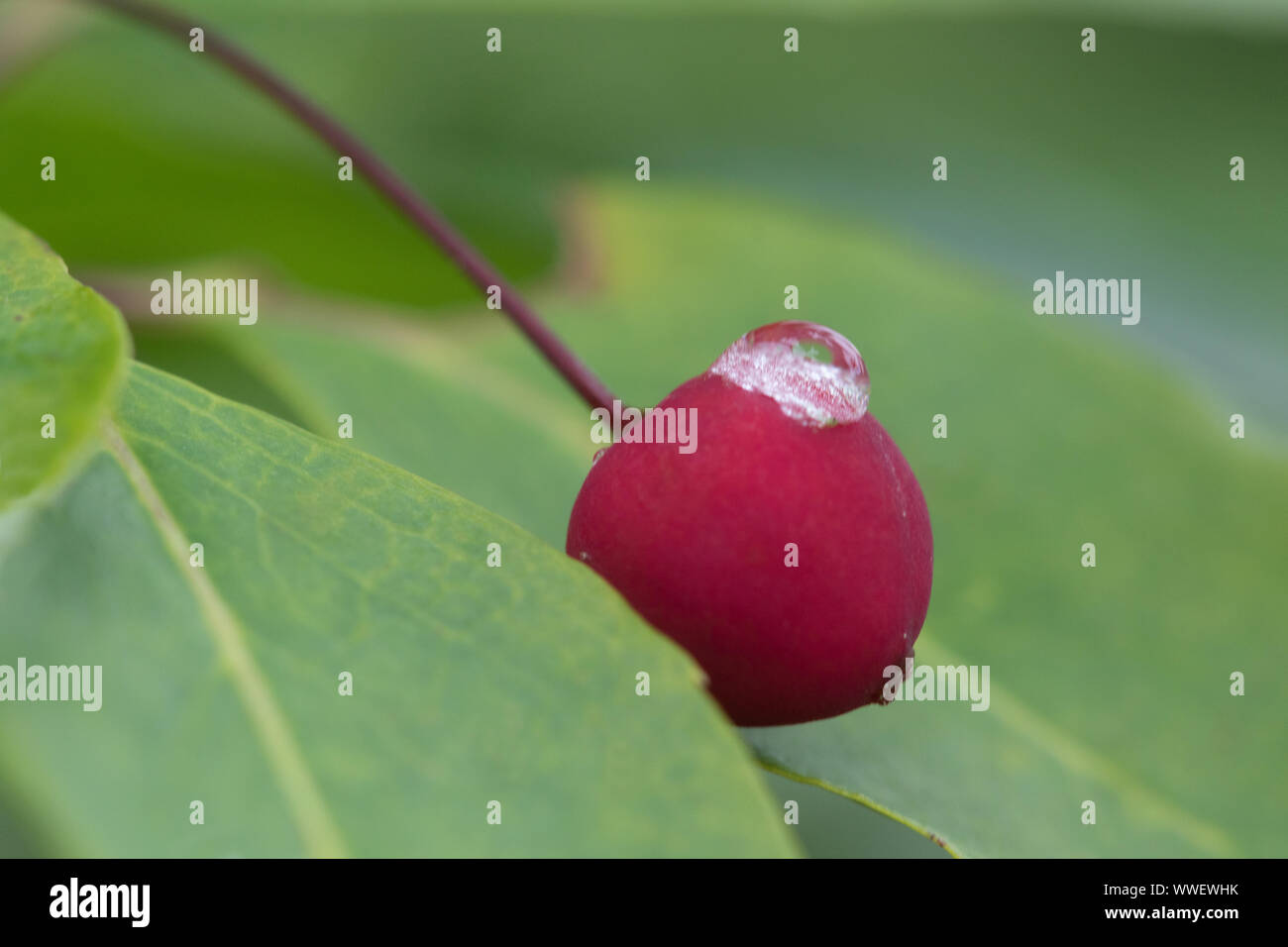 Goccia di acqua su una bacca rossa in mezzo alle foglie verdi nella prospettiva di macro Foto Stock