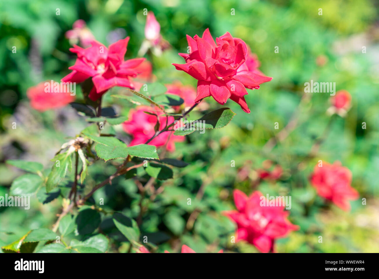 Close-up di fiori di tagete con vivido arancione e rosso. Foto Stock