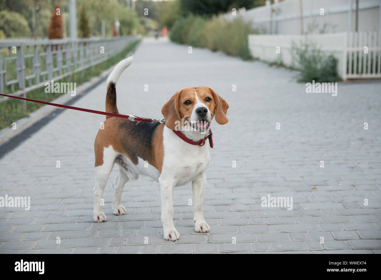 Pet popolari cane beagle guardare avanti Foto Stock