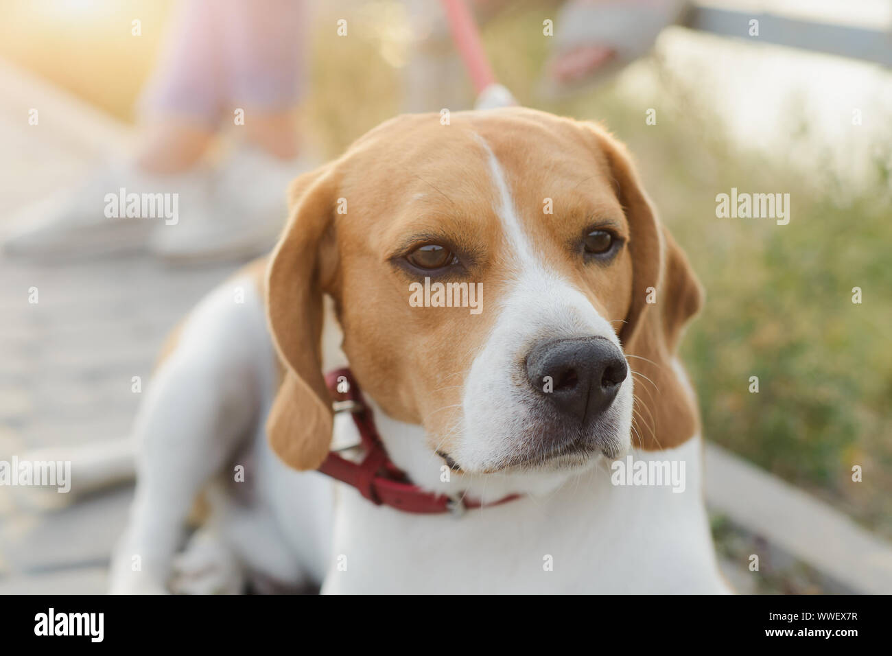 Pet popolari cane beagle guardare avanti Foto Stock