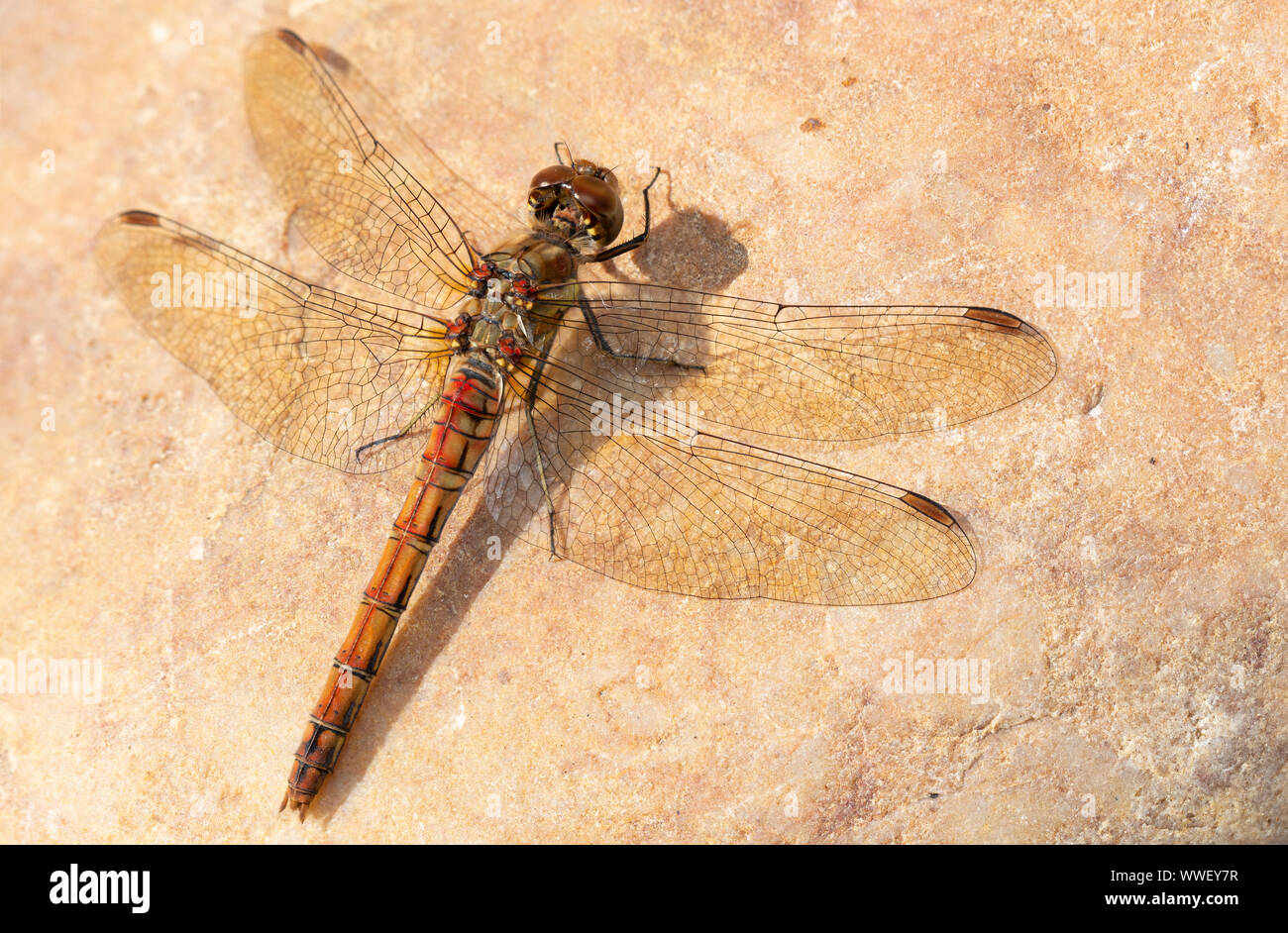 Common Darter Dragonfly (Sympetrum striolatum) Foto Stock