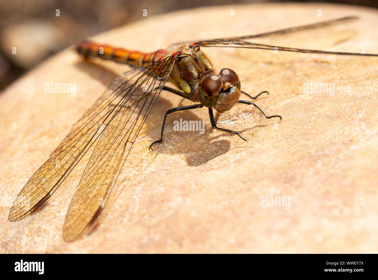 Common Darter Dragonfly (Sympetrum striolatum) Foto Stock
