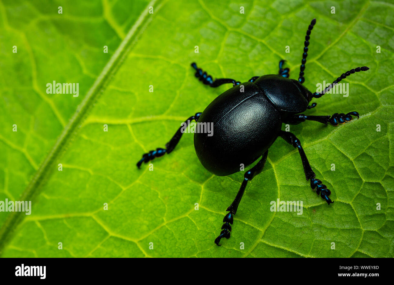 Sanguinosa naso-Beetle (Timarcha tenebricosa) Foto Stock