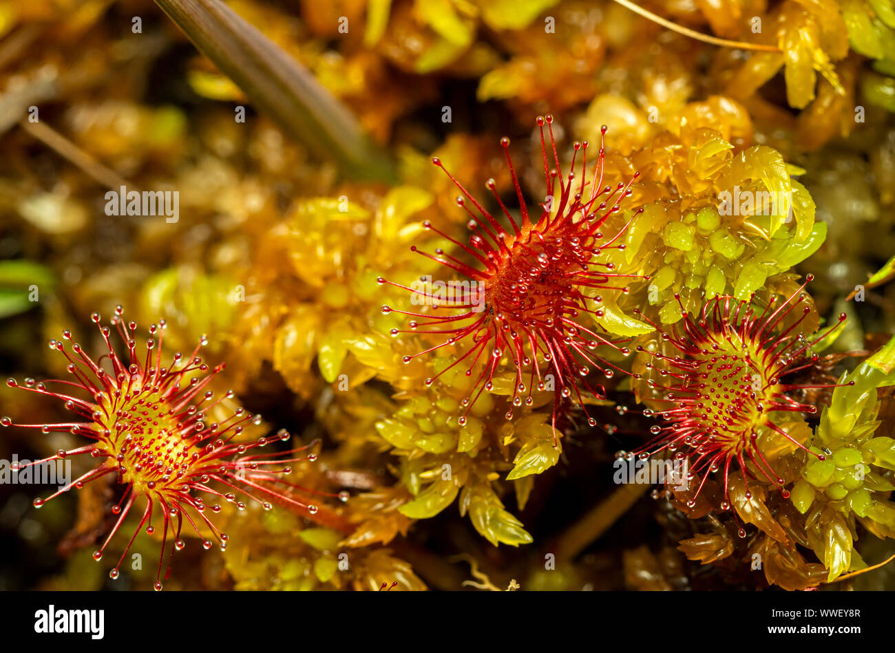 Sundew comune (drosera rotundifolia) Foto Stock