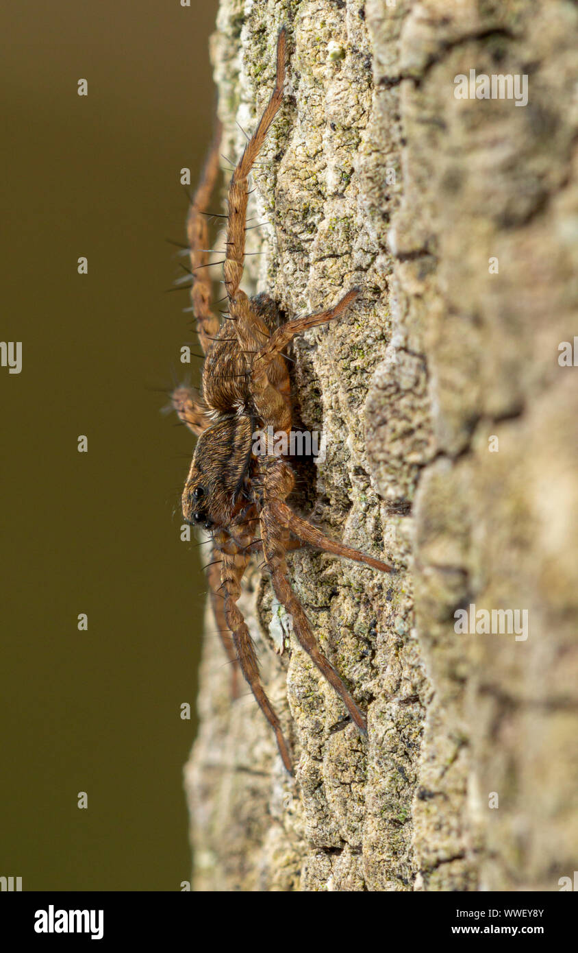 Wolf spider (Pardosa sp.) su un fencepost. Devon, Regno Unito. Foto Stock