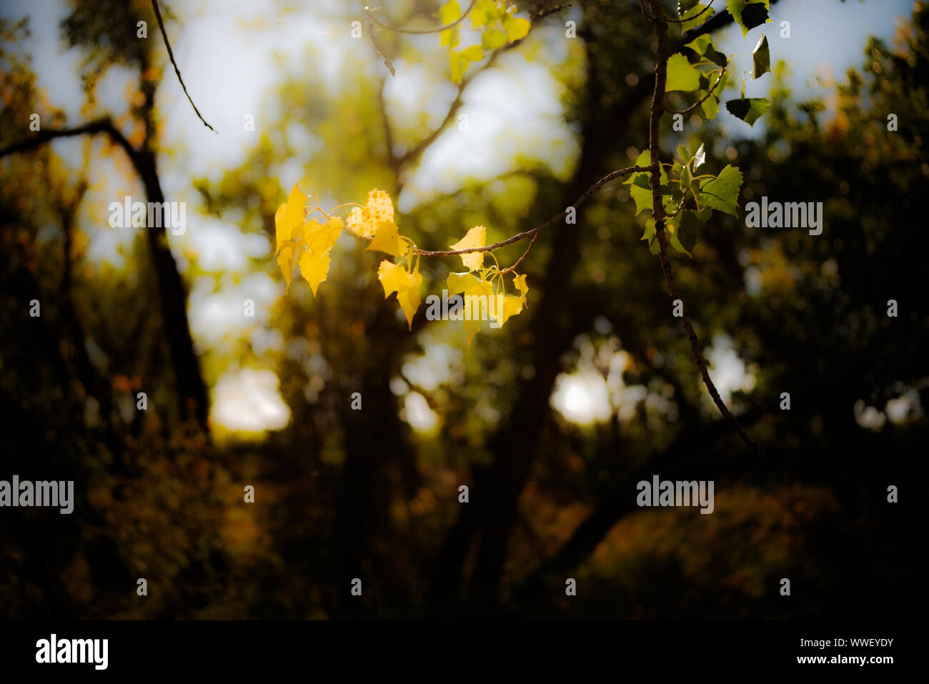 Foglie di autunno in Medicine Hat, Alberta, Canada. L'inizio dell'autunno catturato con poche foglie modificato in giallo Foto Stock