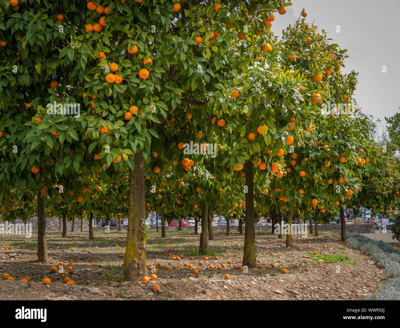 Alberi di arancio con arance all'aperto Foto Stock