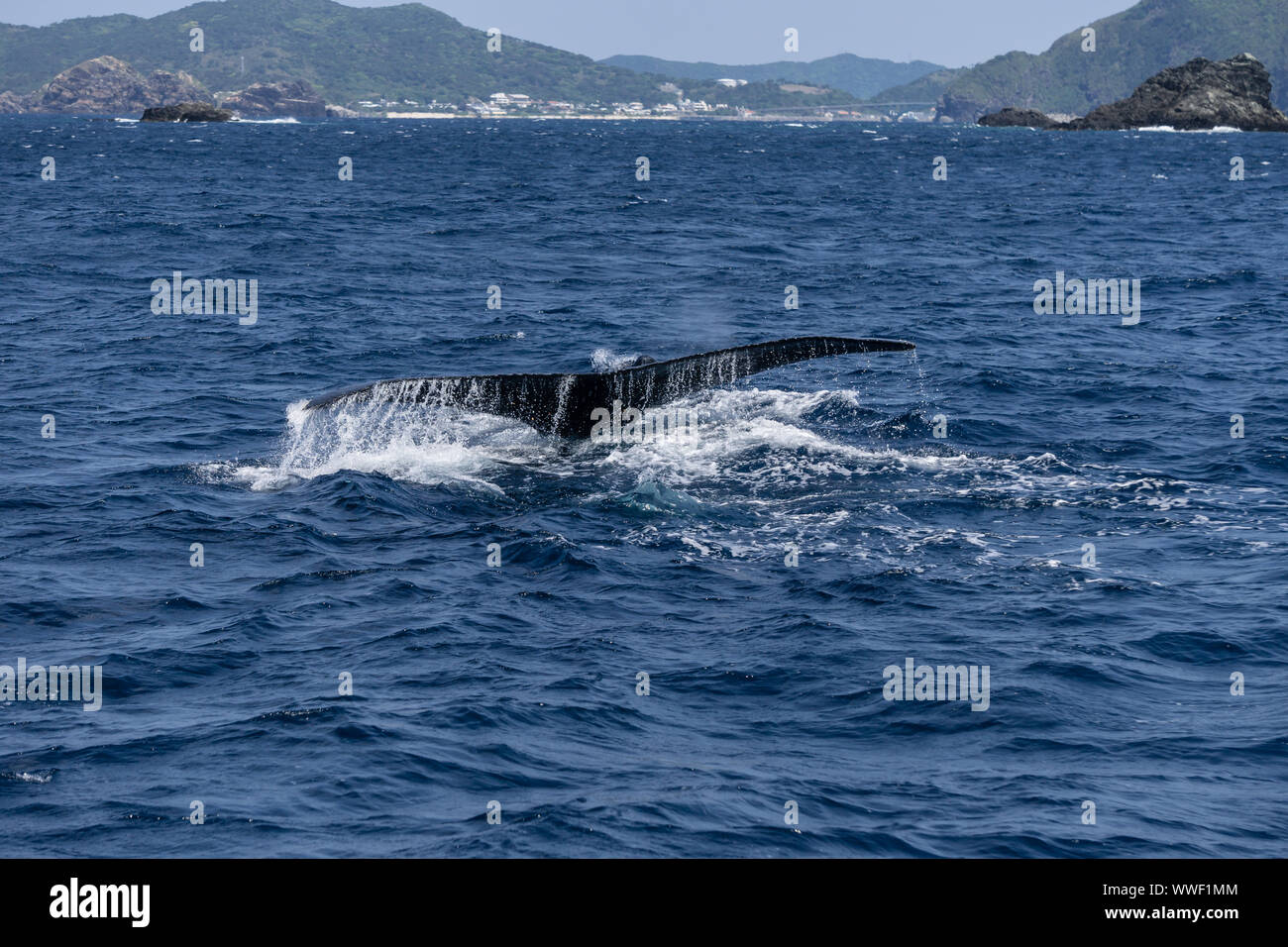 Humpback Whale tail la rottura della superficie del mare nelle isole Kerama, Okinawa, in Giappone Foto Stock
