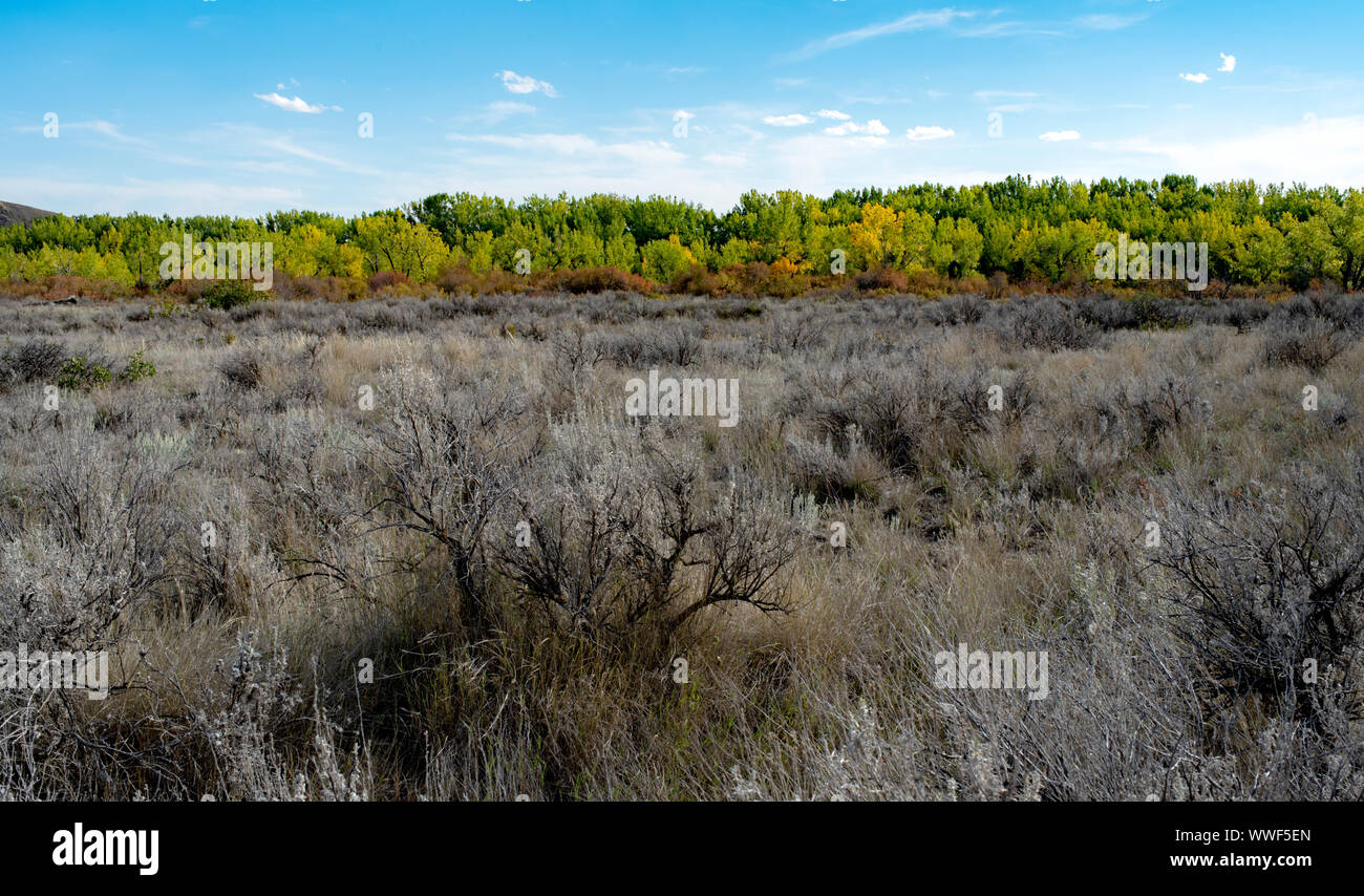 Caduta di alberi contro sagebrush al punto di polizia partk Foto Stock