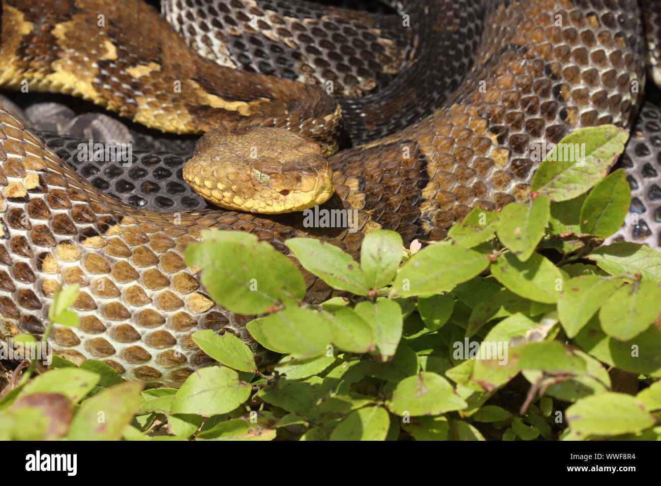 Legname, rattlesnake (Crotalus horridus), femmina adulta, Pennsylvania, gravido di legname femmina rattlesnakes raccogliere insieme a siti di maternità e crogiolarsi e Foto Stock