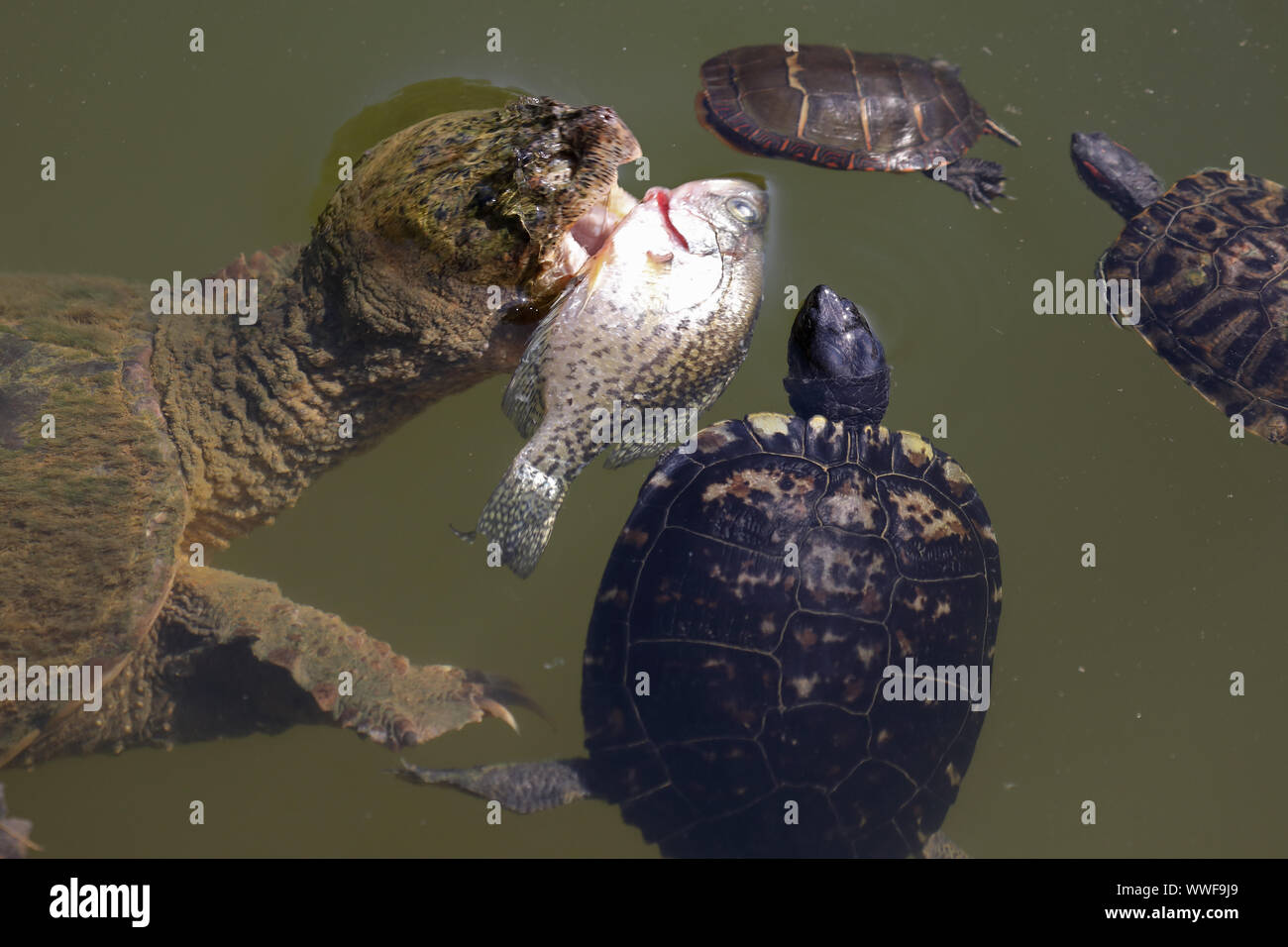 Tartaruga scattante, Chelydra serpentina, afferrare crappie bianco morto, con cursori rosso-rossi e tartaruga dipinta, Maryland Foto Stock