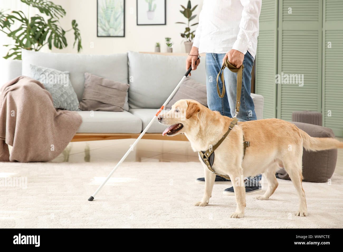 Blind uomo maturo con cane guida a casa Foto Stock