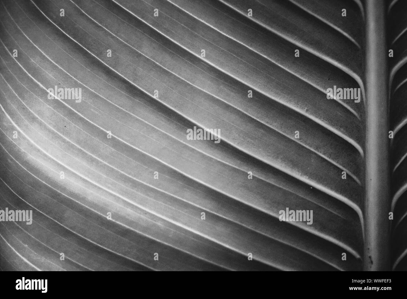Foglie verdi pattern; sfondo naturale; in stile vintage Foto Stock
