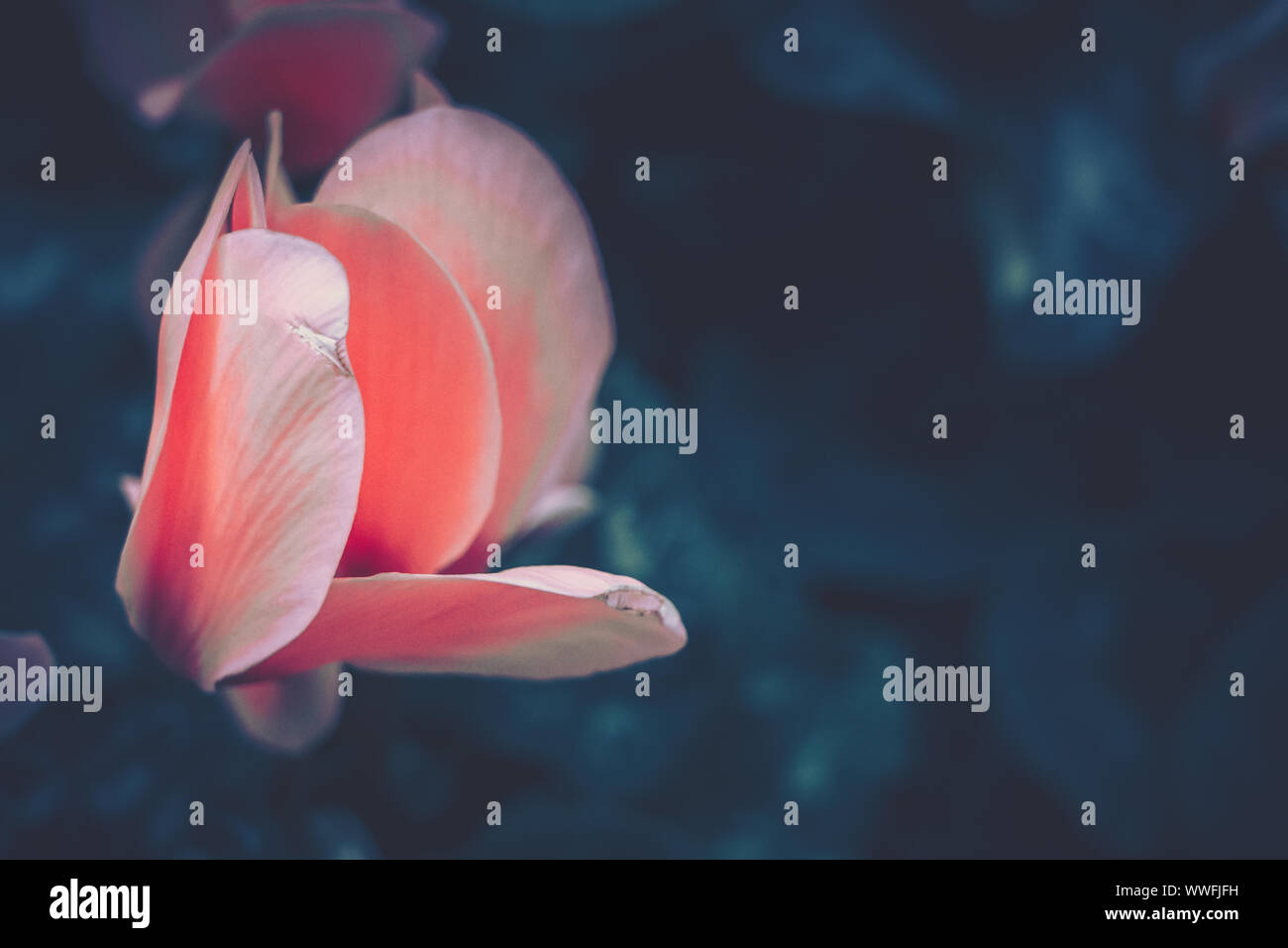 Close up di Cyclamen persicum in stile vintage Foto Stock