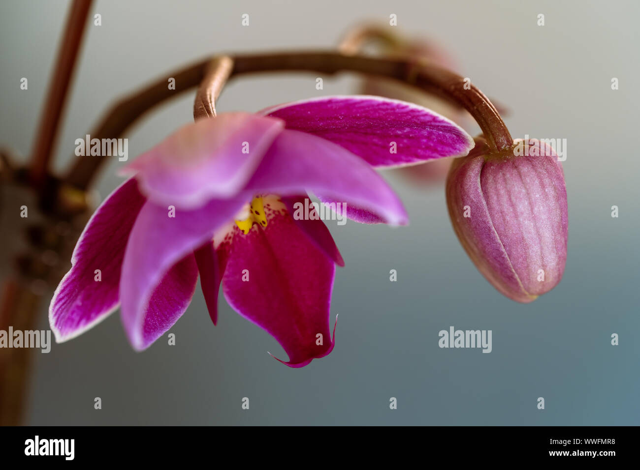 Orchid con bud su un grigio / sfondo blu Foto Stock