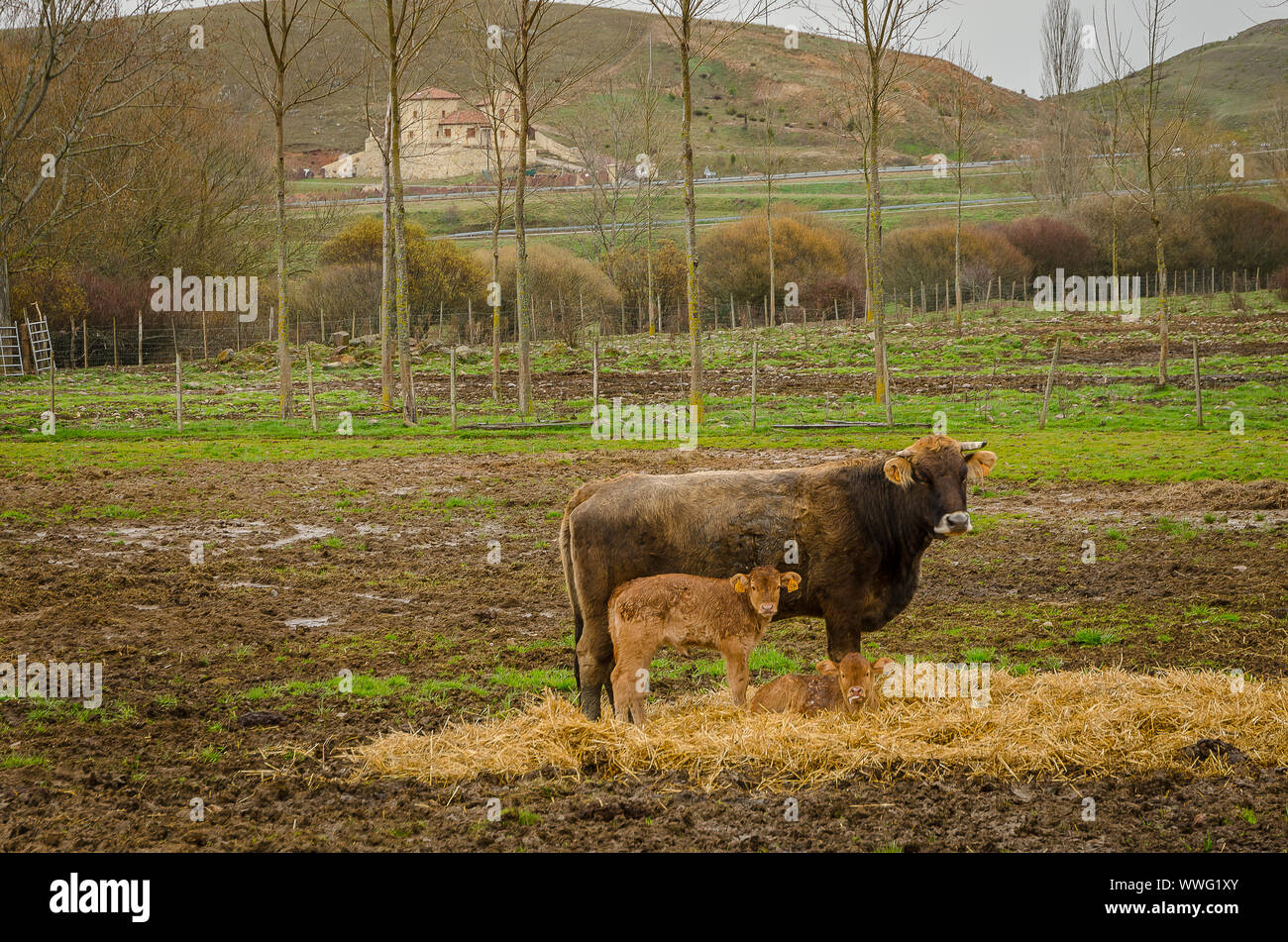 Spagna. Mucca nel campo nel Barrio de Santa María. Palencia Foto Stock