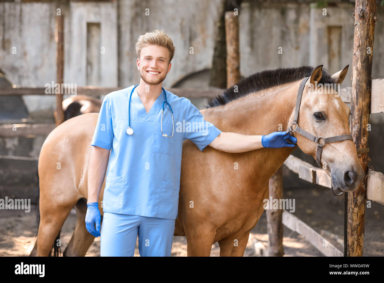 Veterinario esaminando cavallo in agriturismo Foto Stock