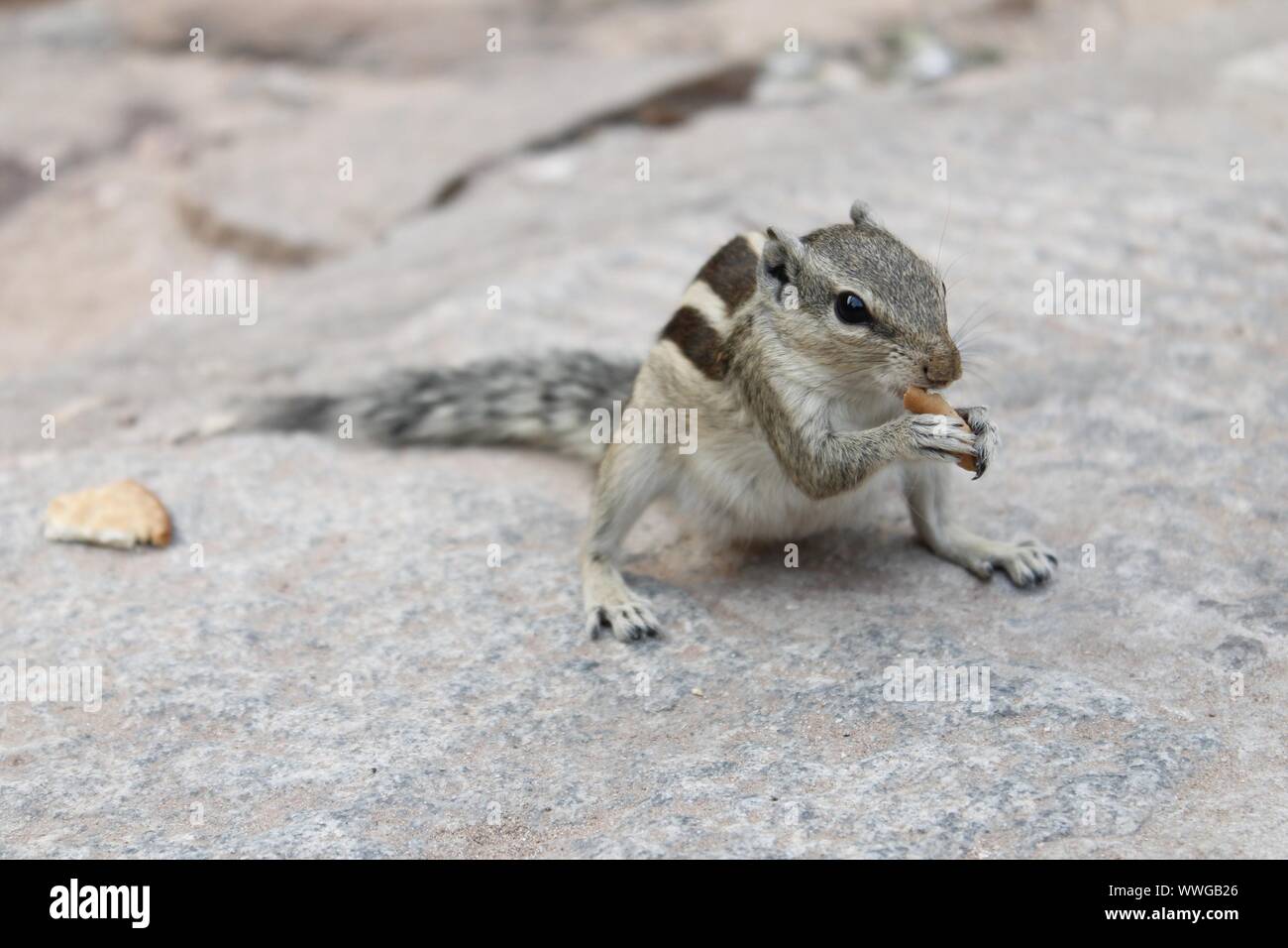 A tre strisce palm indiano scoiattolo (Funambulus palmarum) in un parco di mangiare un pezzo di pane Foto Stock