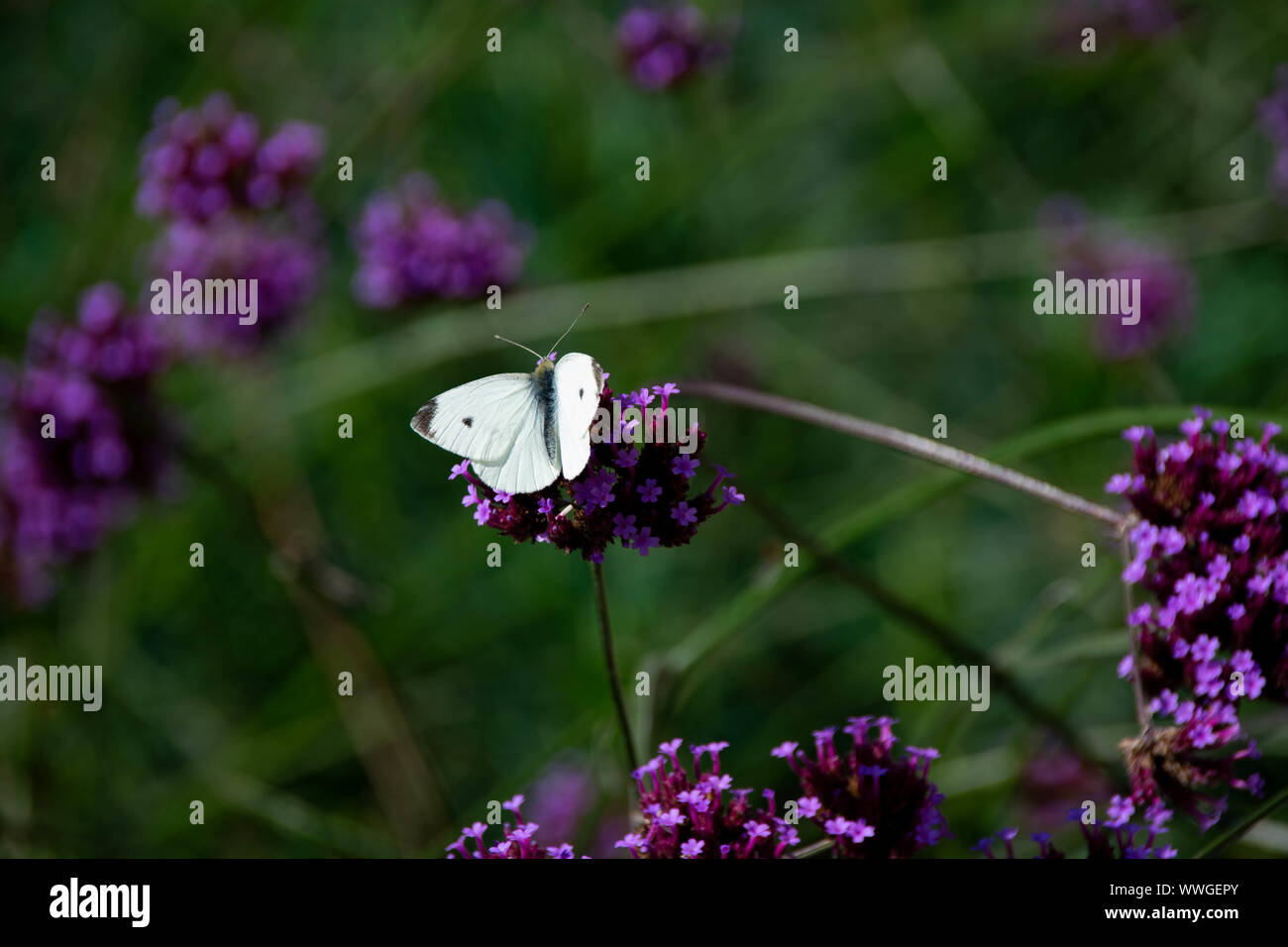 Farfalla bianca in appoggio su un Deep Purple fiore con le sue ali aperte Foto Stock