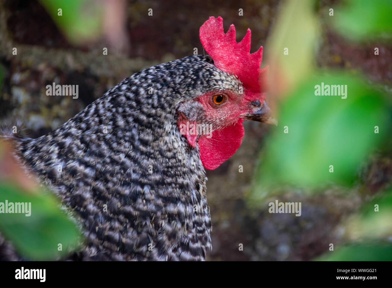 Una chiusura di un sbarrate Plymouth Rock pollo con bella in bianco e nero piume Foto Stock