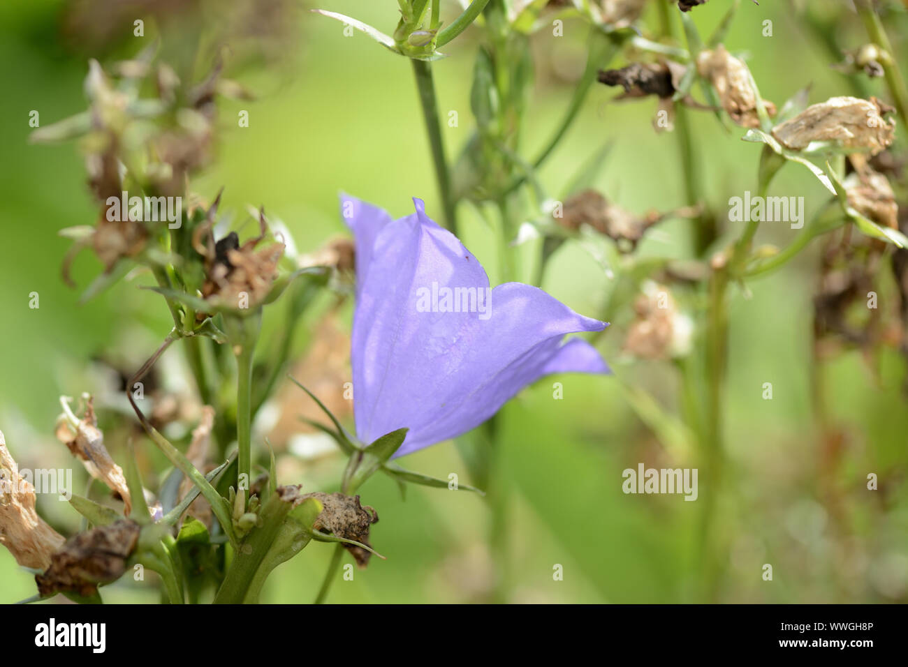 Gara bluebell fiori nel giardino estivo close up Foto Stock