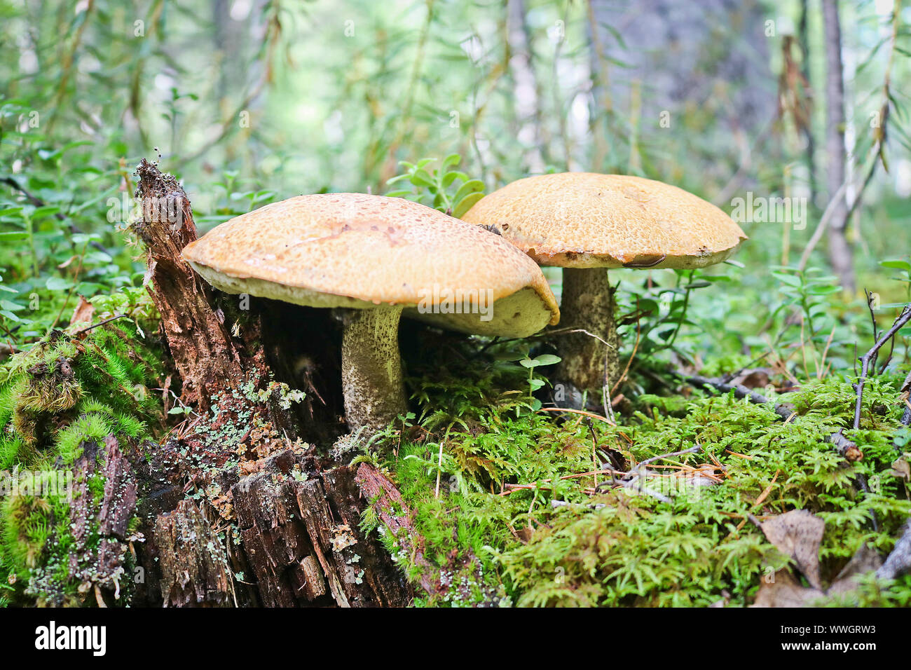 Due forti Red-capped scaber levetta (Leccinum aurantiacum) funghi. Bolete commestibili funghi è cresciuto tra il muschio e lingonberry boccole nei boschi di conifere Foto Stock