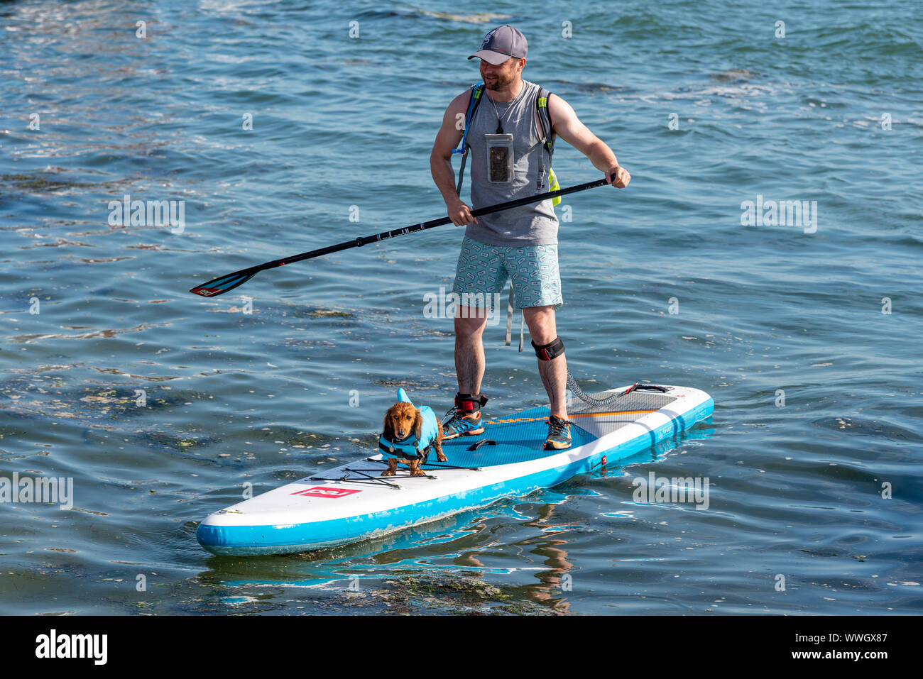Bassotto cane salsiccia su una scheda di racchetta con la tavola da surf, indossando una pinna di squalo galleggiabilità aiuto. Paddle boarder sull'estuario del Tamigi a vecchio Leigh, Leigh on Sea Foto Stock