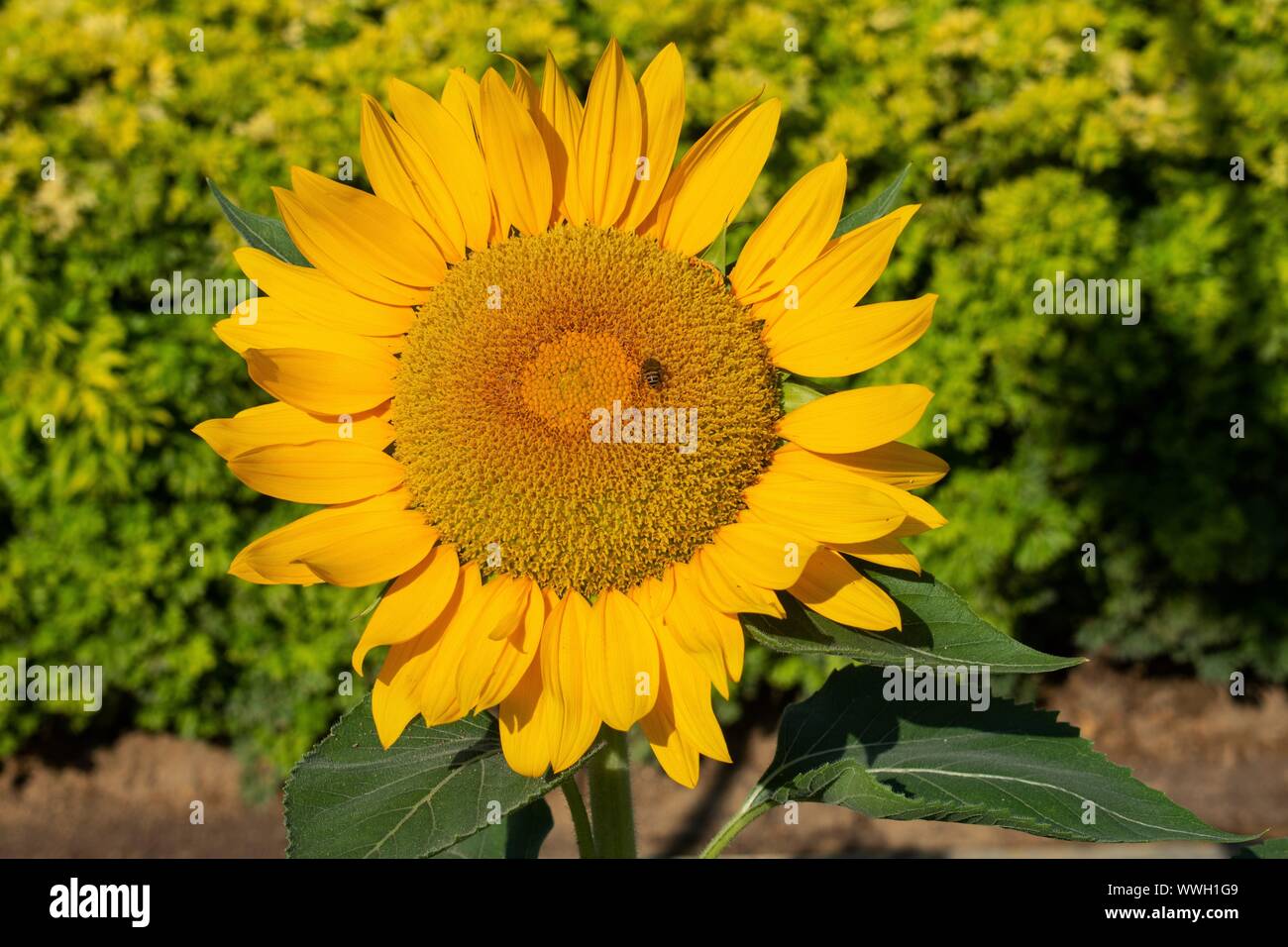 Bella girasoli portare sole per illuminare chiunque del giorno. Foto Stock