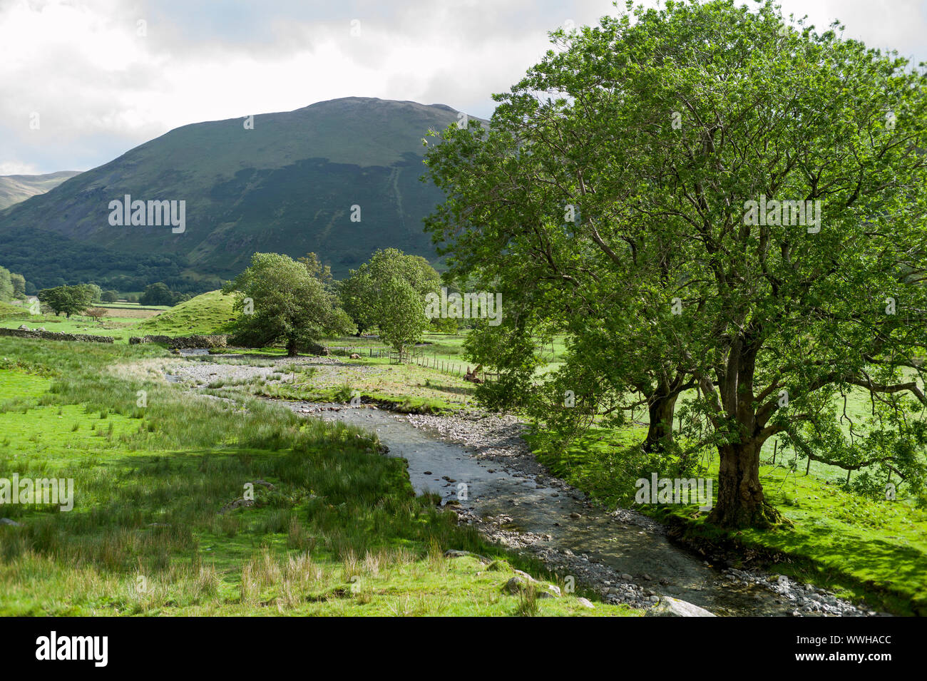 Le basse pendici del Dovedale Lake District inglese in tarda estate 2019 Foto Stock