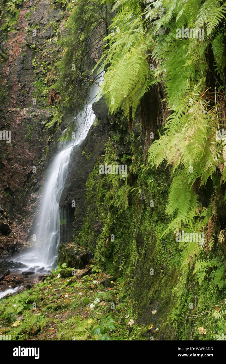 Foresta Nera settentrionale, Bad Rippoldsau, Burgbach cascata, Germania, Germania Foto Stock