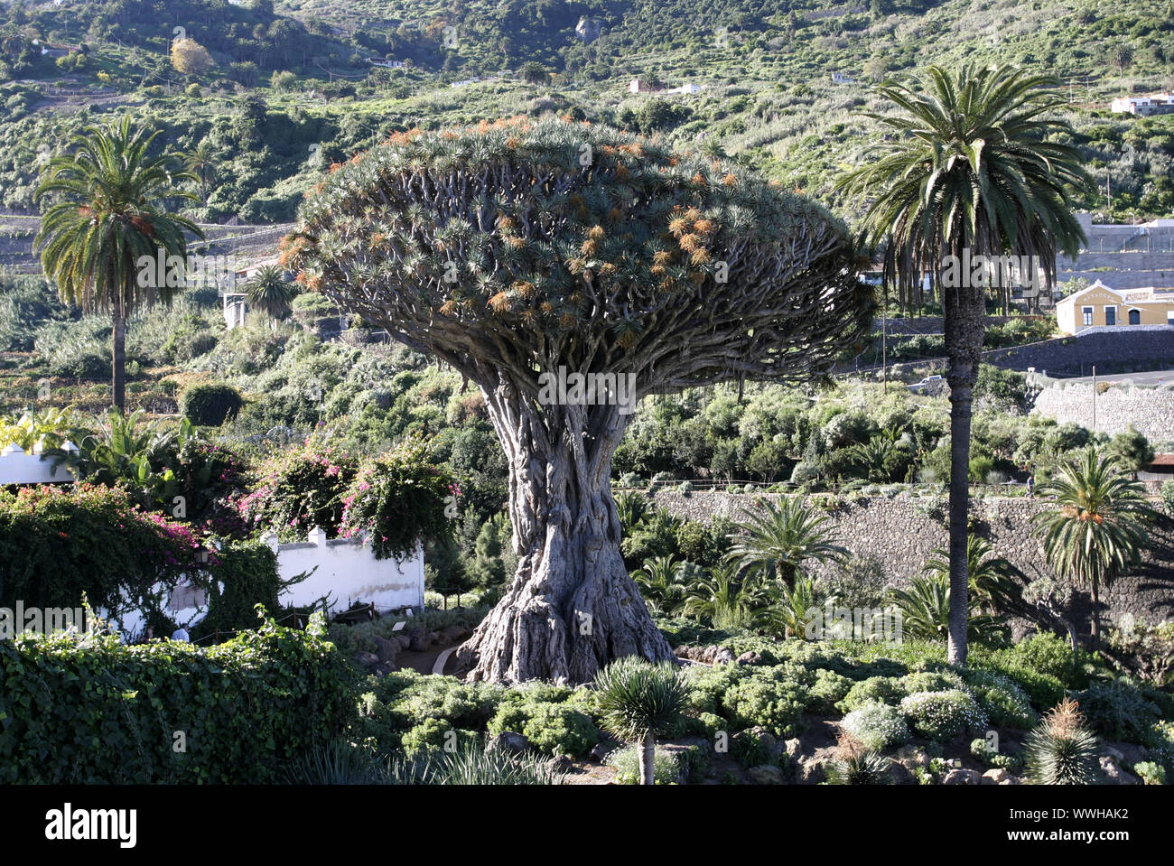 Canarie, Tenerife, dragon tree in Icod de los Vinos Foto Stock