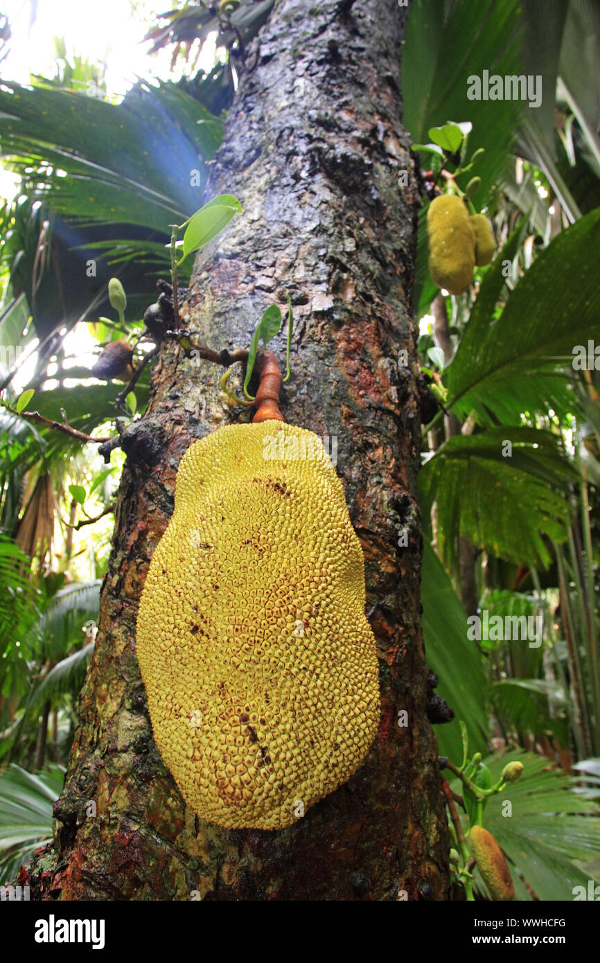 Jackfruit, nella Vall de Mai National Park, Praslin, Seicelle Foto Stock