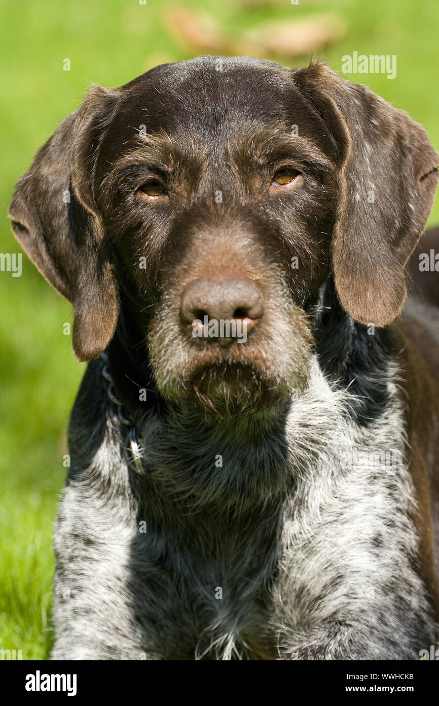 German Wirehaired puntatore Foto Stock