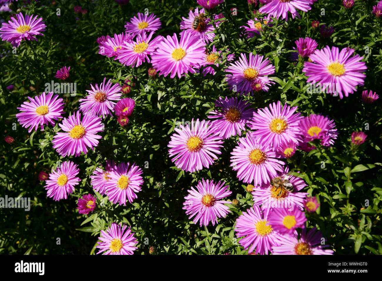 Aster, a poppa, alpenaster, alpensternblume, herbstaster,Aster alpinus, Aster novi-belgii, blue climax Foto Stock