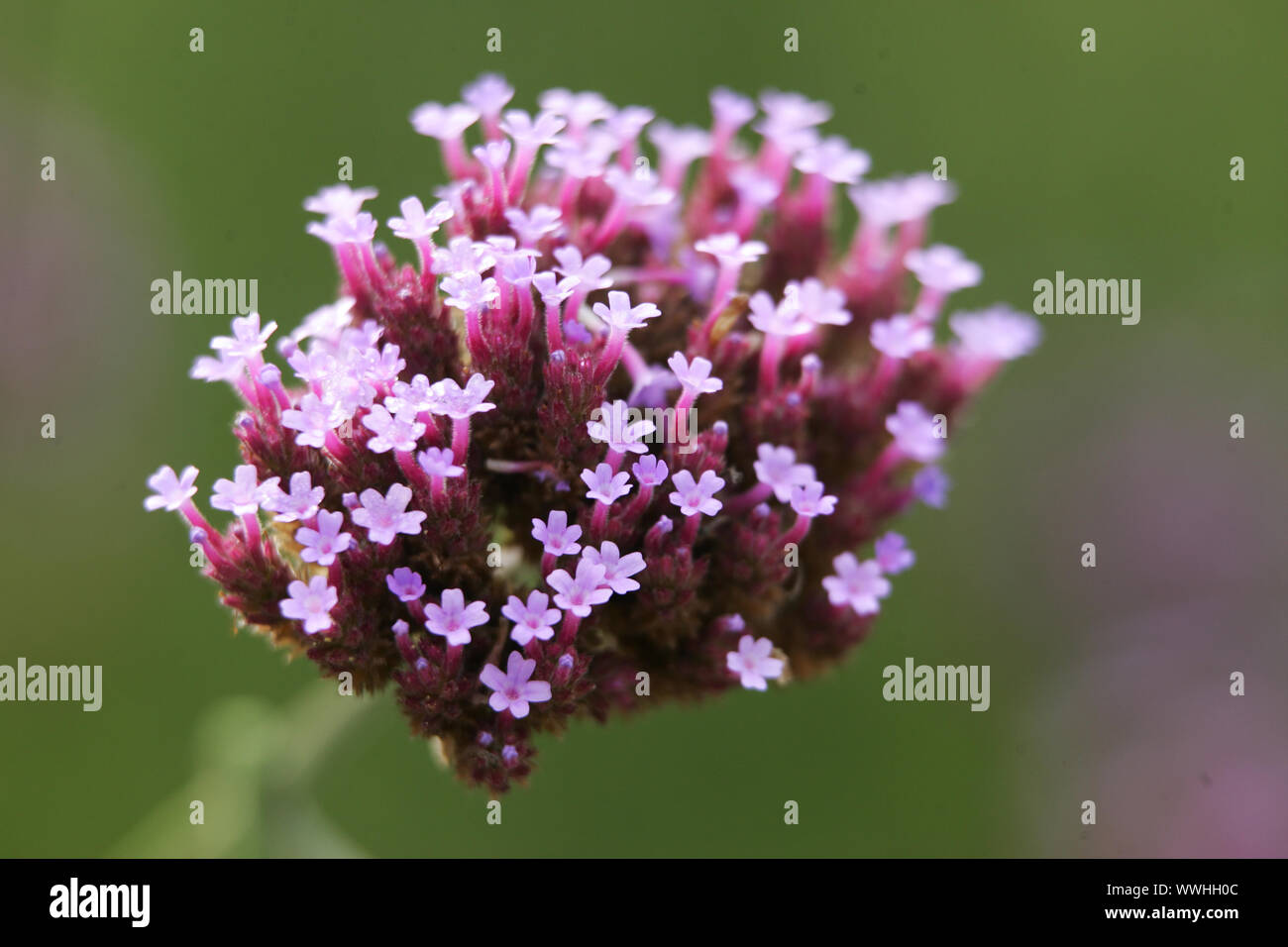 Schleier-eisenkraut, verbena bonariensis, verbena patagonica, purpletop verbena, brasiliano vervain Foto Stock