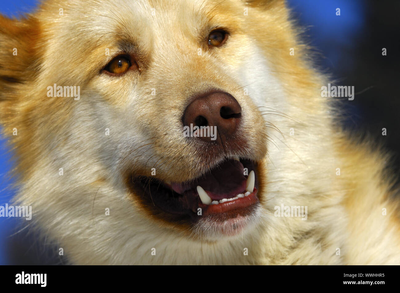 Cane della Groenlandia Foto Stock