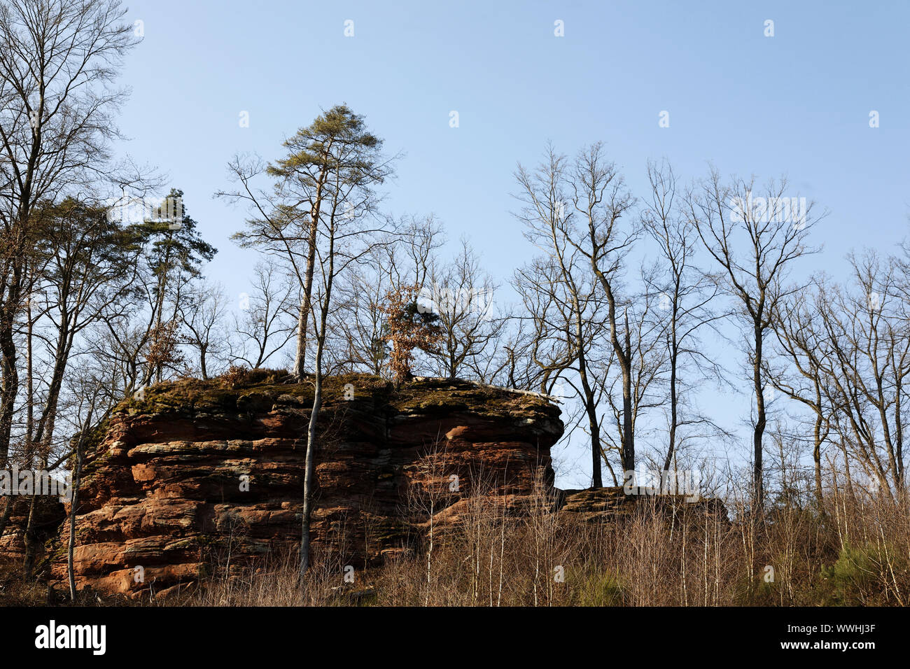 Bunter formazione di arenaria nella Foresta del Palatinato Foto Stock