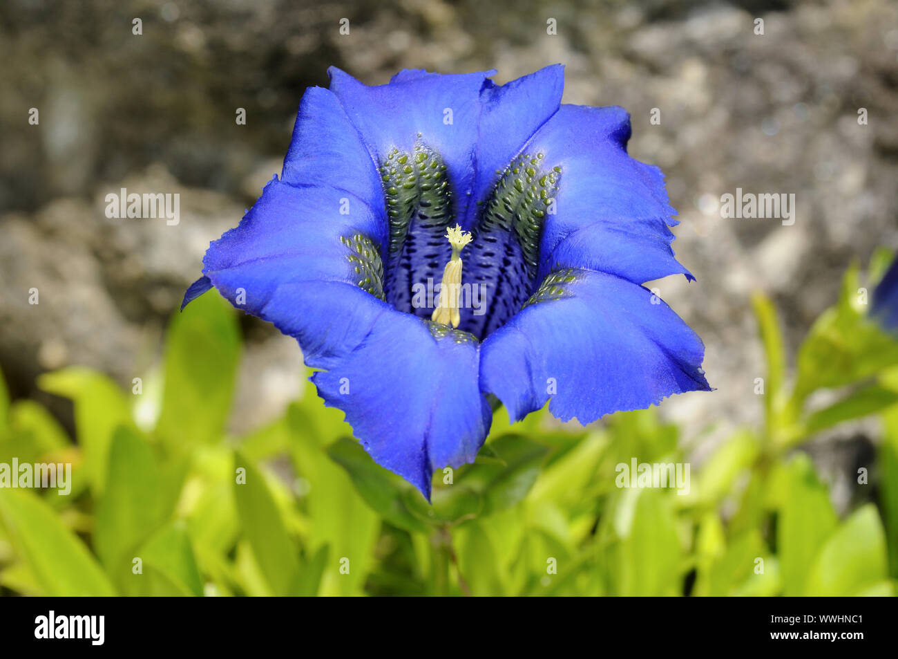 Stalkless Blu Genziana Foto Stock