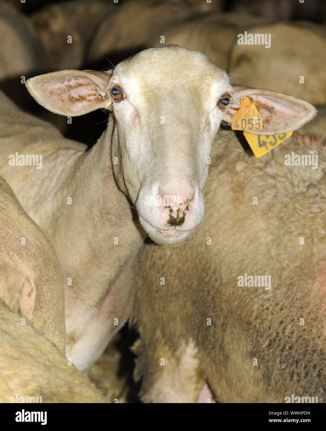 Lacaune pecore da latte, Regione di Roquefort, Francia Foto Stock