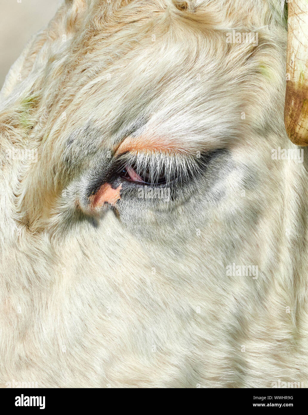 Close up del viso e occhi di un Nero bovini Hereford Foto Stock