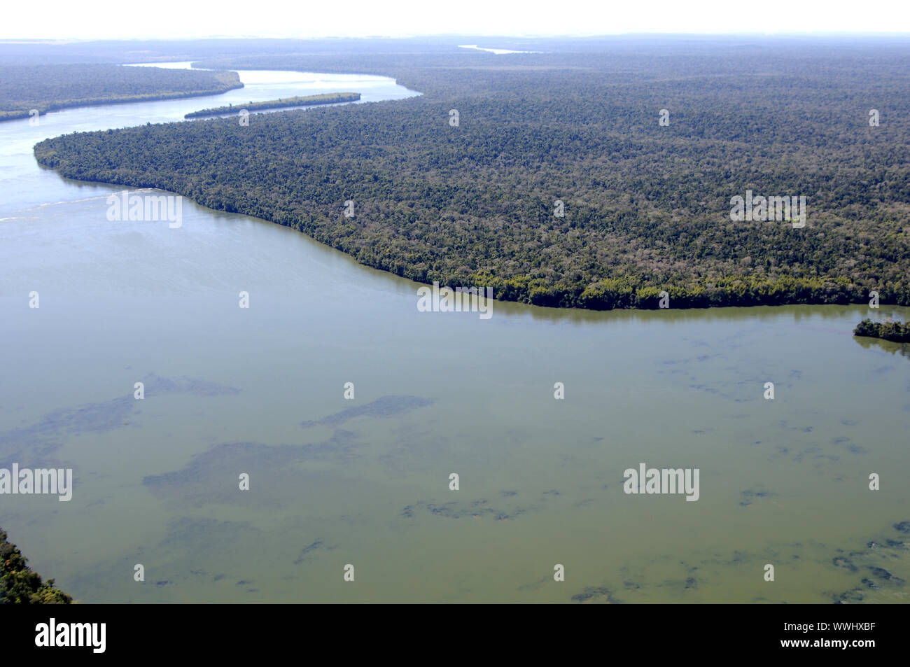 Area di foresta pluviale in stato di Paraná Foto Stock