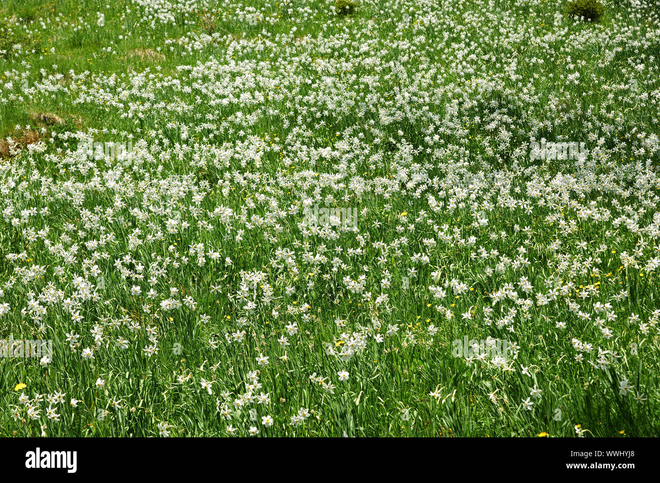 Prato con fioritura Montreux narcisi Foto Stock