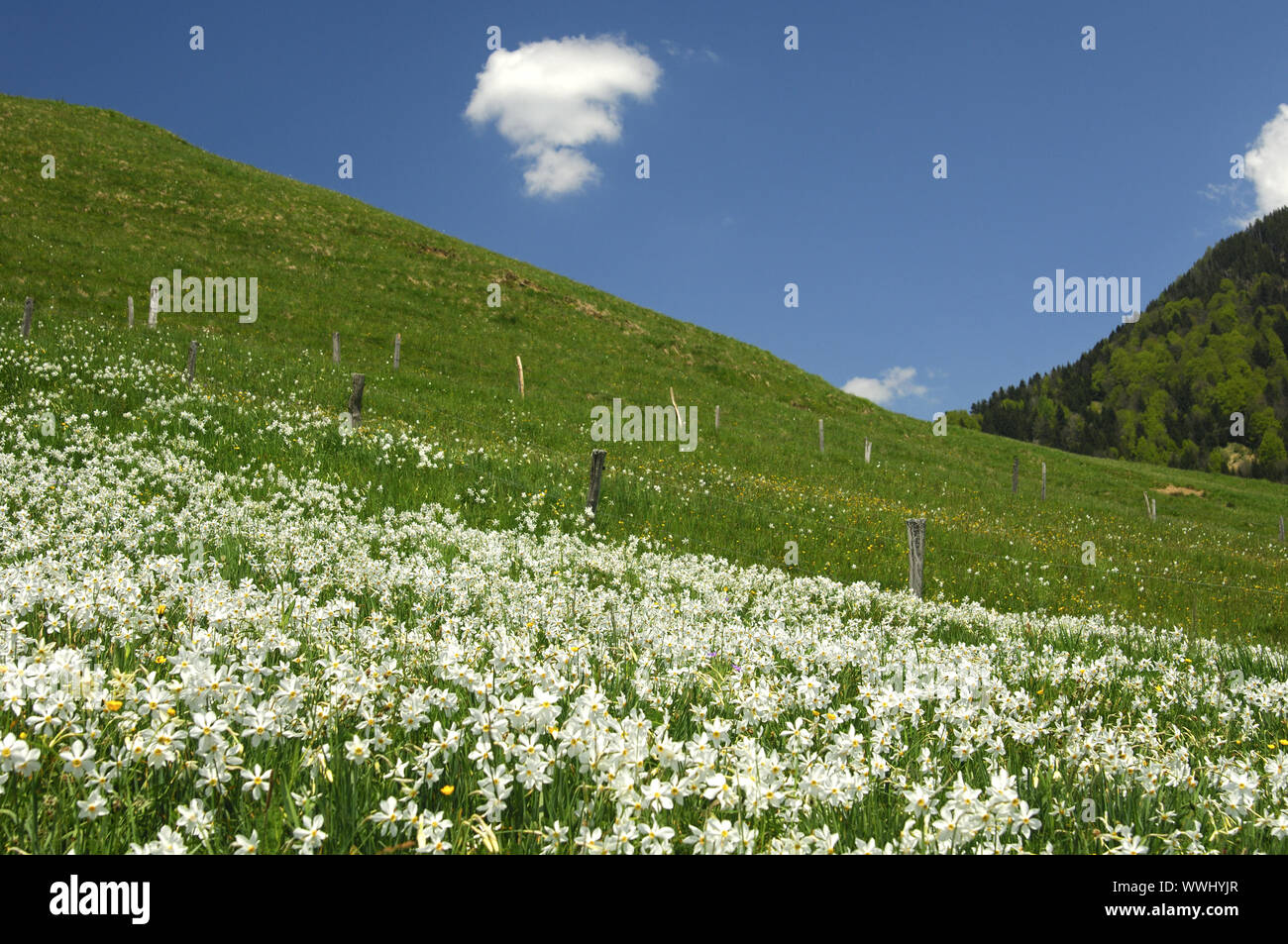 Prato di montagna con bianca fioritura di narcisi Foto Stock
