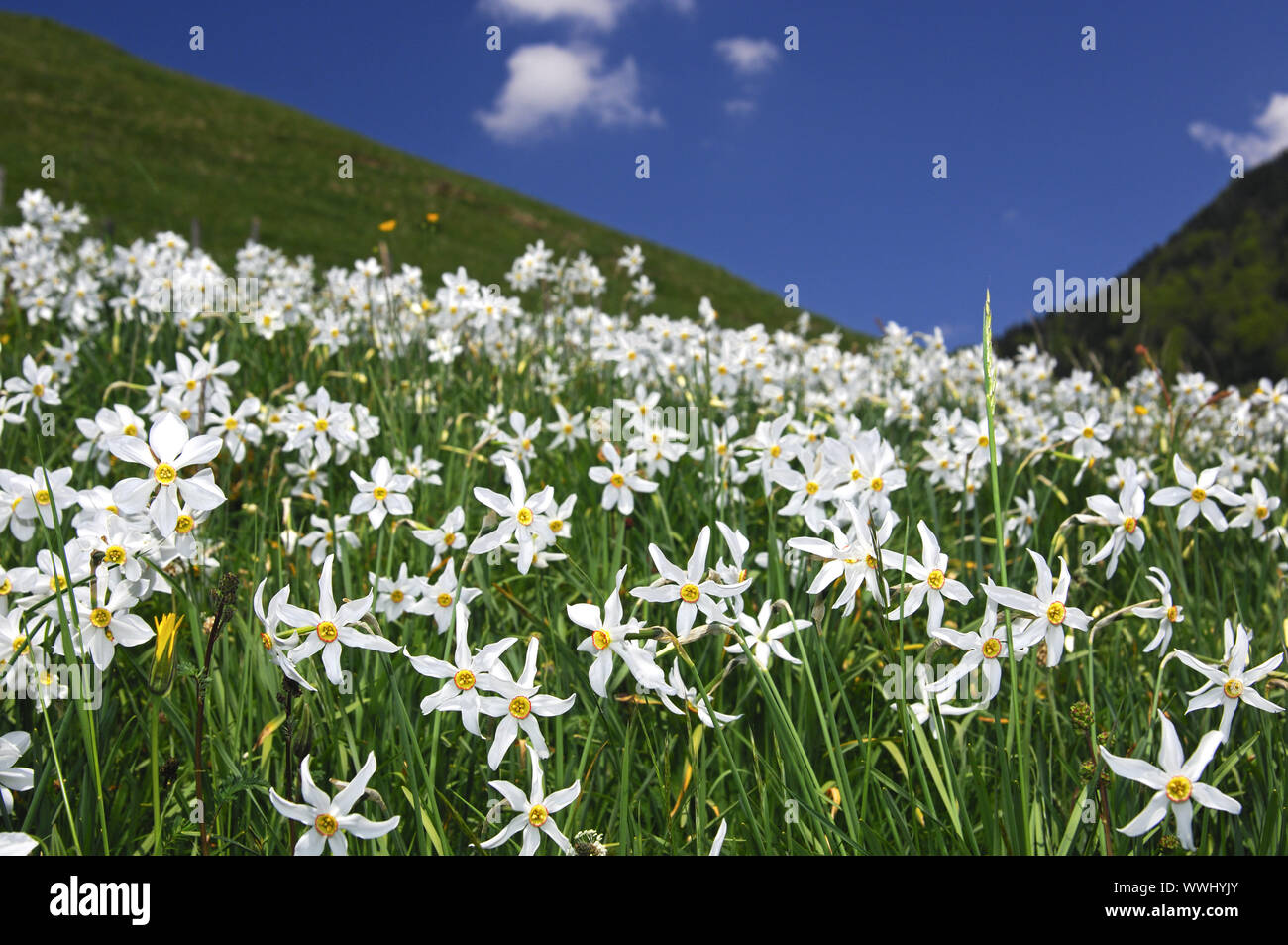 Prato di montagna in primavera con la fioritura daffodils bianco Foto Stock