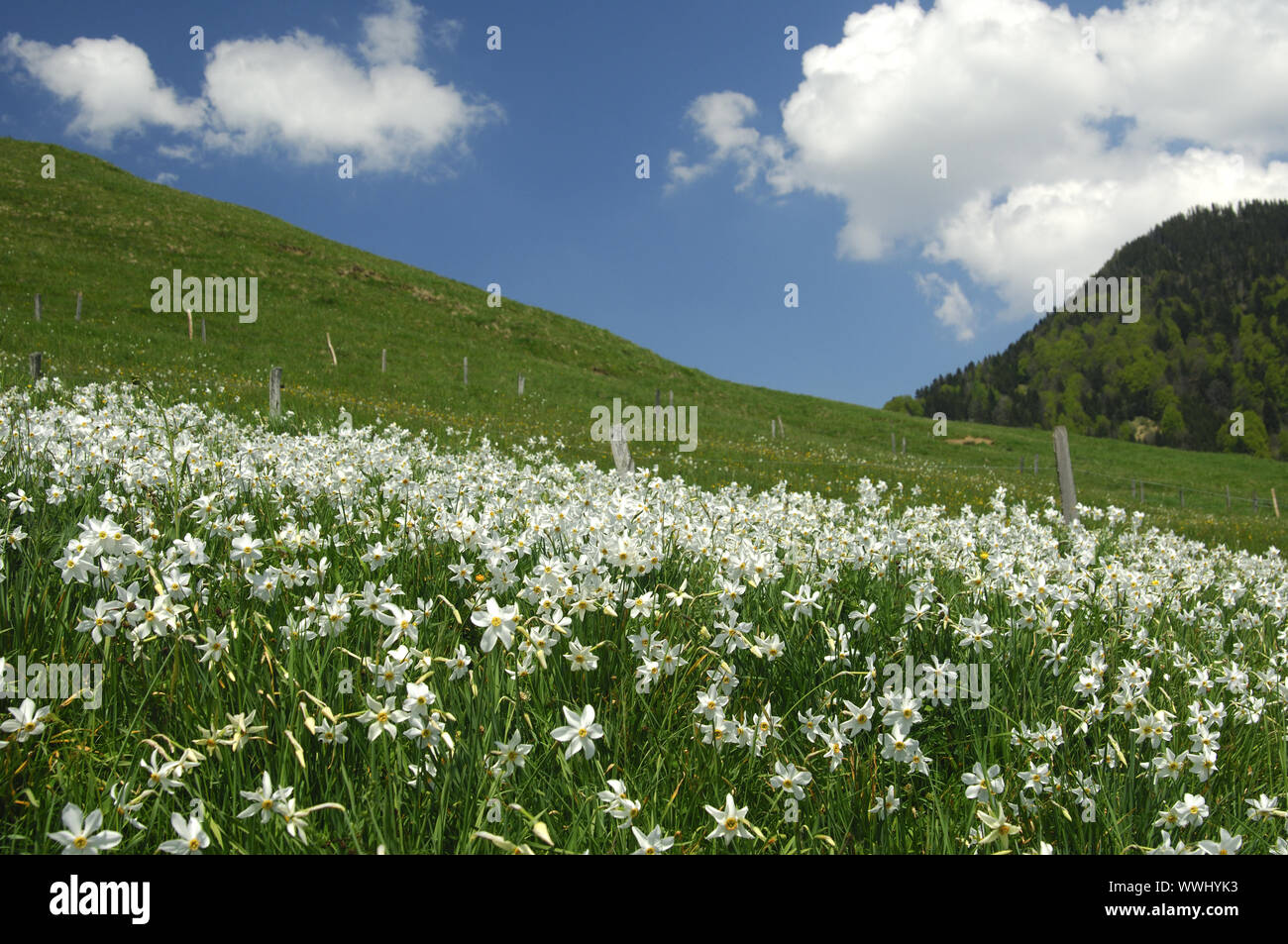 Prato con fioritura Montreux narcisi Foto Stock