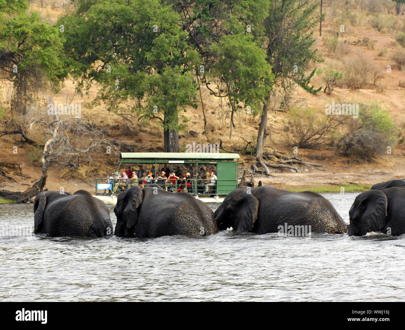 I turisti guardare gli elefanti africani fiume Chobe Foto Stock