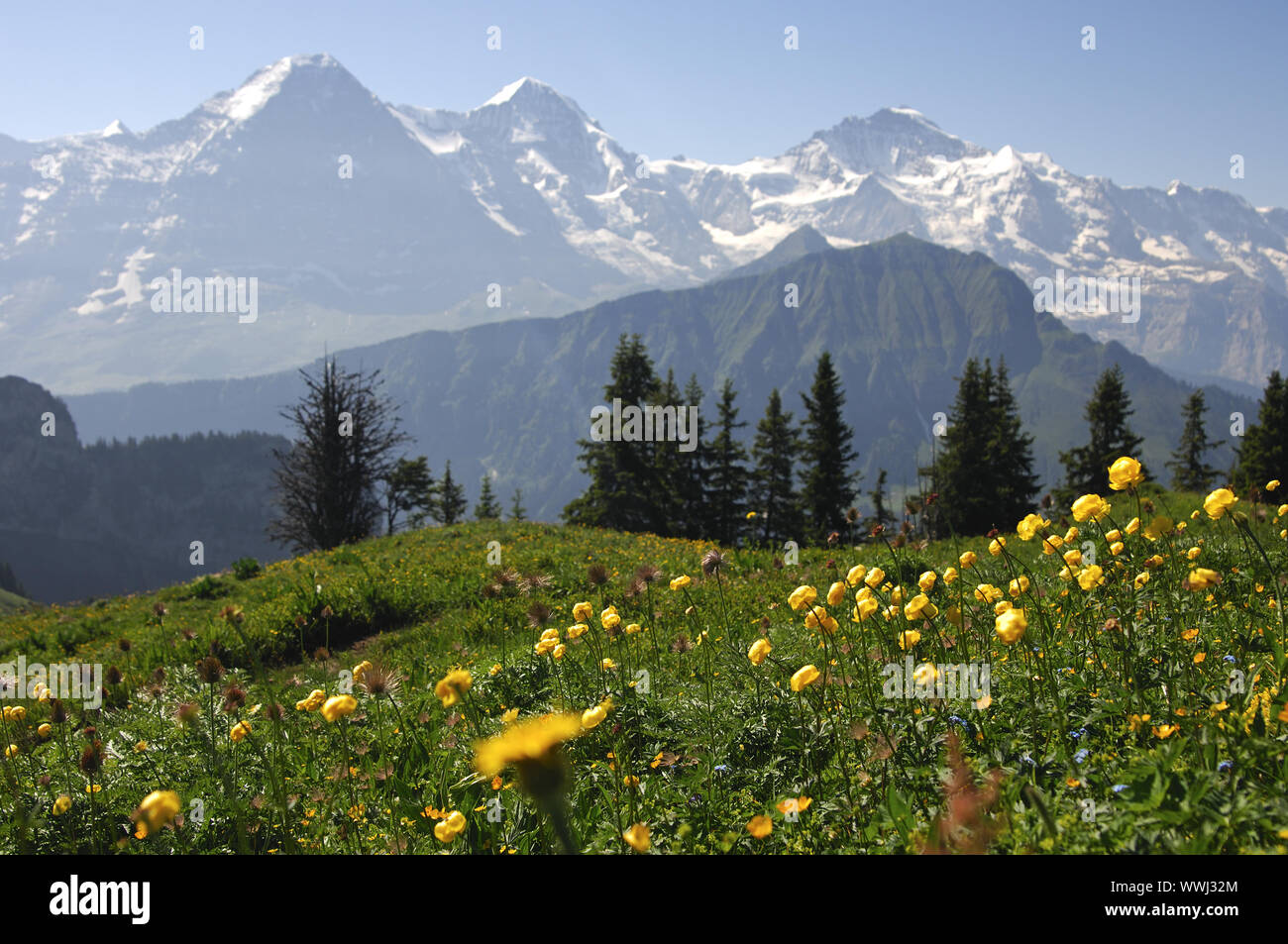 Trollflowers davanti al panorama delle Alpi Svizzere Foto Stock